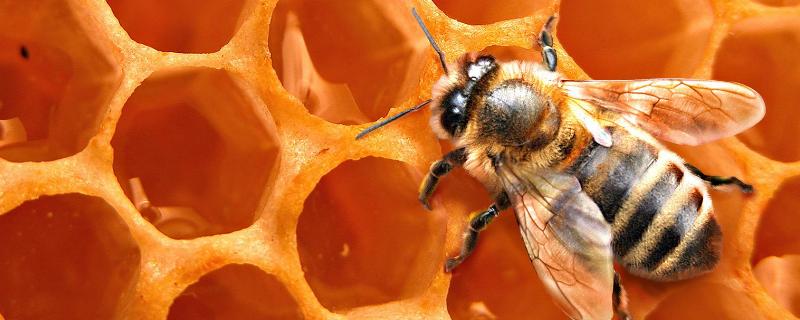 小蜜蜂和大蜜蜂的区别，详细介绍（比蜜蜂小的是什么蜂）