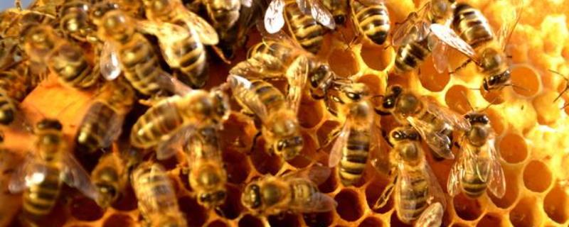 蜜蜂不出门是不是病了，详细介绍 蜜蜂为什么不会生病