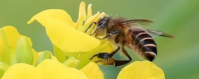 蜜蜂的寿命有多长，附论述 一般蜜蜂的寿命是多长?
