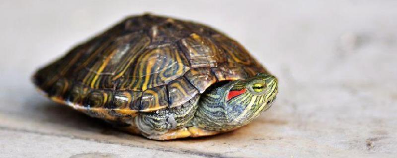 巴西龟怎么分公母 巴西龟怎么分公母图解