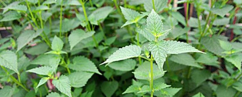 藿香什么时候开花，附地理分布（藿香什么时候开花结果）