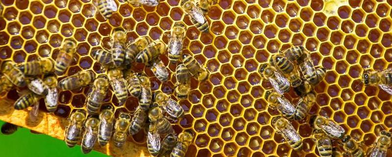 我国养有多少群中蜂，分布在哪里 中蜂密集养殖