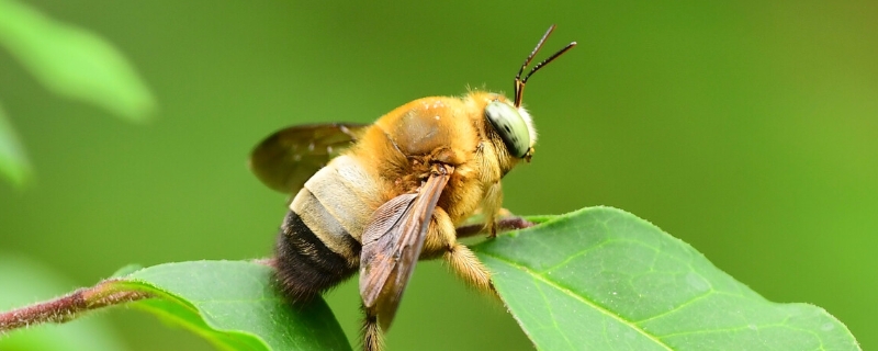 木蜂和熊蜂的区别，详细介绍 木蜂与熊蜂的区别