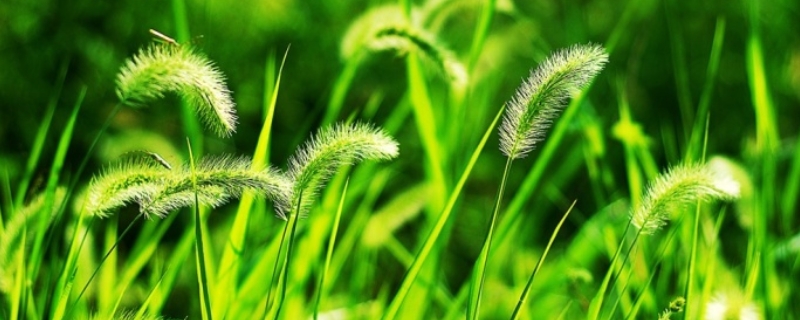 狗尾巴草是什么植物 狗尾巴草是什么植物的祖先
