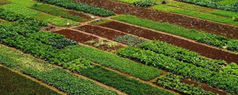 怎样种植蔬菜才能够赚到钱 现在在农村种植什么蔬菜赚钱