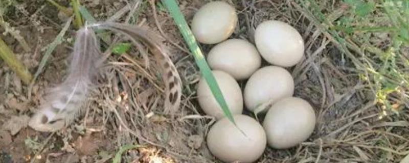 野鸡种蛋的保存技术 野鸡蛋怎样孵化出野鸡