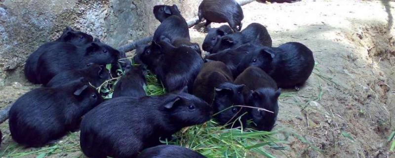 黑豚养殖到底有没有前途 黑豚的养殖