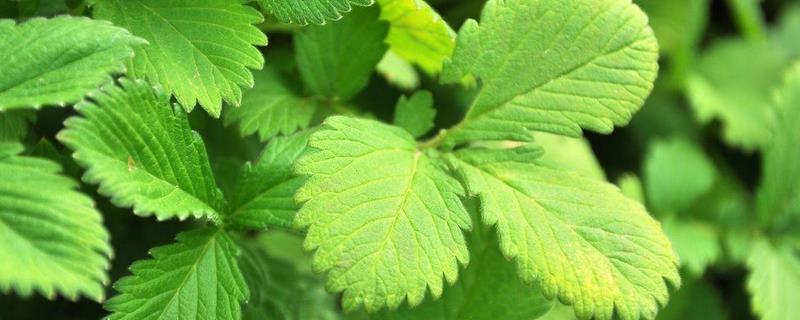 仙鹤草产地在哪里 野生的仙鹤草