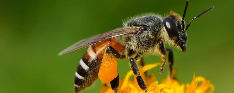 蜜蜂养殖的关键性技术，有这几方面 蜜蜂养殖基本技术