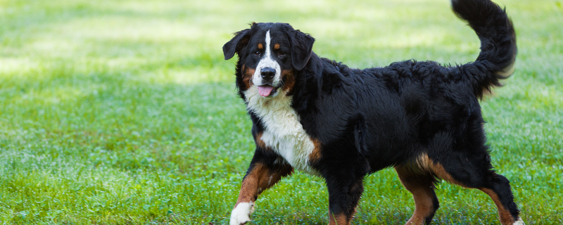 伯恩山犬的智商多高 伯恩山犬智商排名多少?