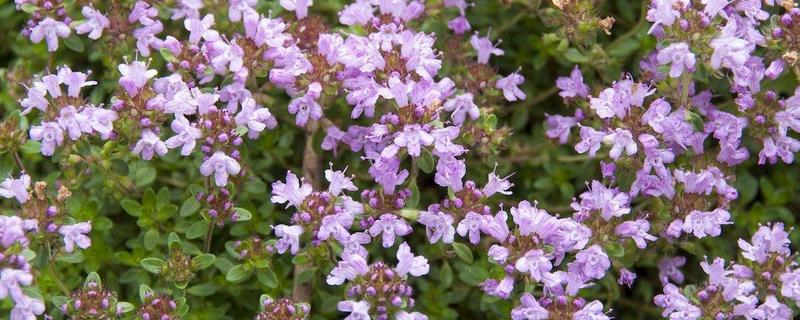 百里香什么时候开花，附其地理分布、泌蜜条件和蜂蜜产量