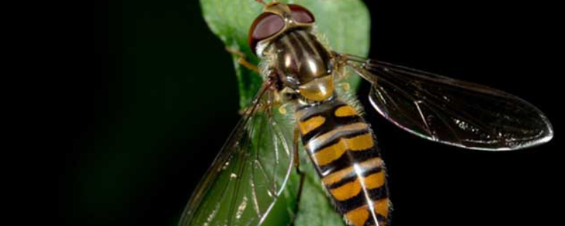 赤眼蜂如何防治玉米螟（赤眼蜂如何防治玉米螟的病虫）