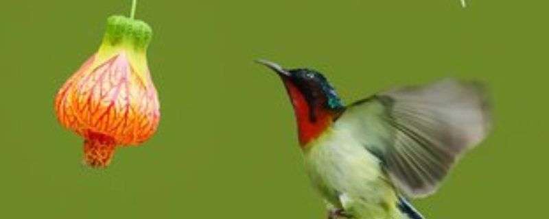 鸟类和飞禽有什么不同，什么是鸟 鸟类和禽类的区别是什么?