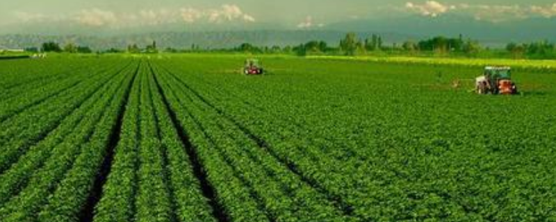 什么是农业产业化 什么是农业产业化最主要的外部特征