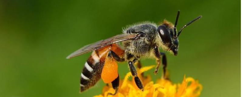 黑小蜜蜂是不是野生的，附生活习性 黑小蜜蜂可以养吗