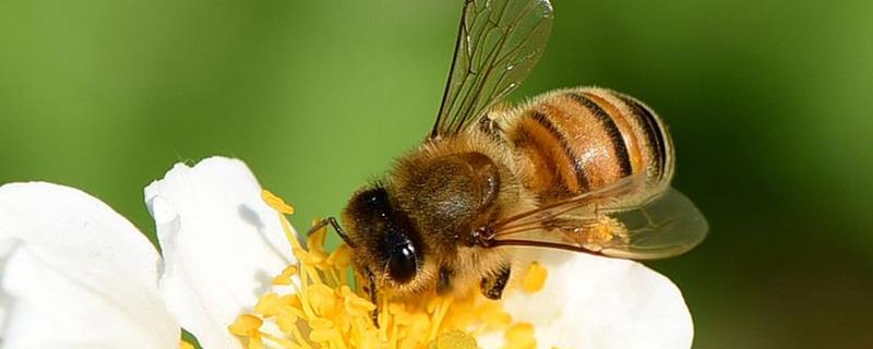 被蜜蜂蛰了象征运气转换 被蜜蜂蛰是好运吗