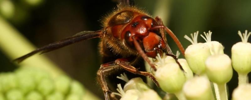比虎头蜂还大的黑蜂是什么蜂（虎头蜂和黑尾蜂的区别）