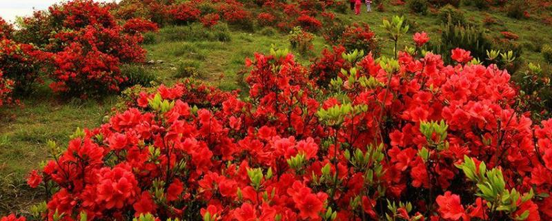 杜鹃花什么时候开，附其地理分布、泌蜜条件和蜂蜜产量