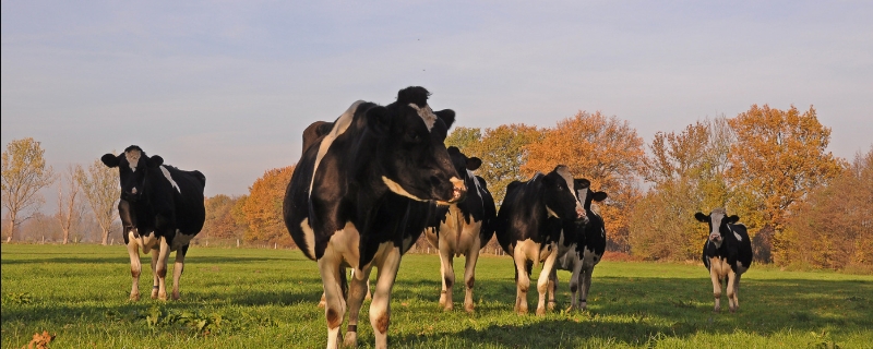 牛胃肠道疾病防治方法，防治要点 牛的常见病的预防和治疗