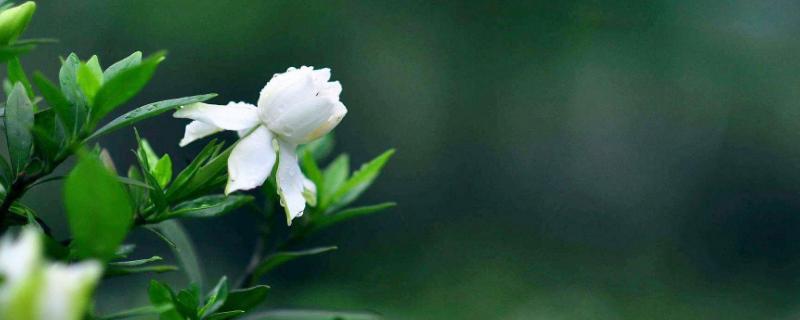 栀子花叶子发黄怎么办 栀子花叶子发黄怎么办 百度网盘