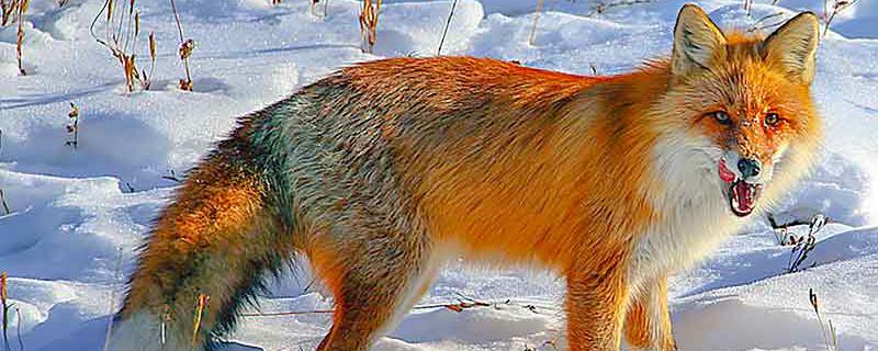 大兴安岭红狐是保护动物吗（大兴安岭红色狐狸）