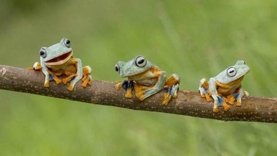 树蛙是保护动物吗 斑腿泛树蛙是保护动物吗