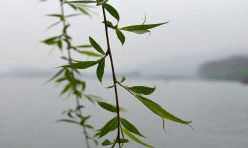 柳枝水能浇什么花（柳树枝泡水能浇什么花）