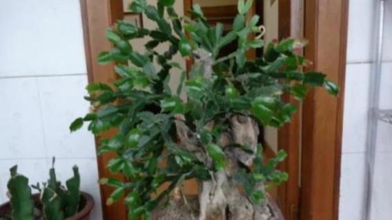 叶仙好养吗（叶仙怎样养）