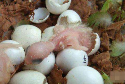 鸟蛋凉了还能孵化吗 孵化中的鸟蛋可以凉多久