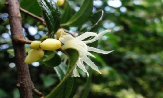 什么是山蜡梅（什么是山蜡梅叶）