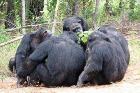 黑猩猩寿命有多长 黑猩猩最长寿命