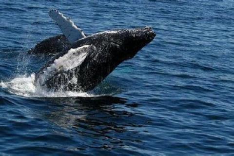 什么是露脊鲸（为什么叫露脊鲸）