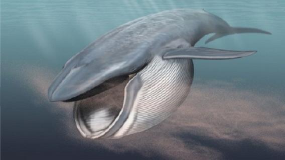 什么是长须鲸 须鲸和长须鲸是同一种吗?