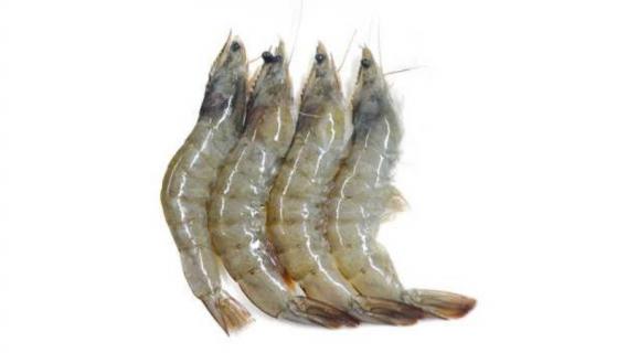 一亩虾塘产多少虾 一亩虾塘能出多少斤虾