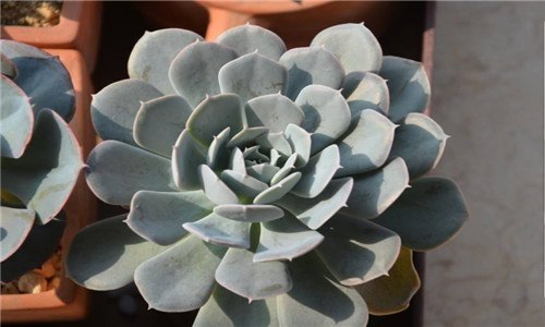 长的像子持莲花但杆粗是什么花（莲花茎是什么样子的）