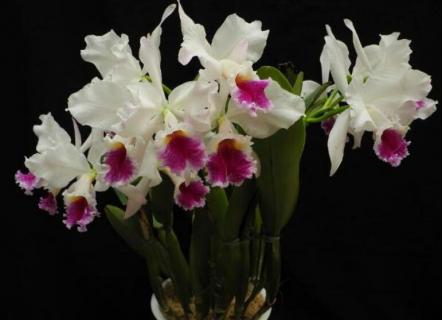 洋兰花在花瓶能养几天 洋兰花在花瓶能养几天能开花