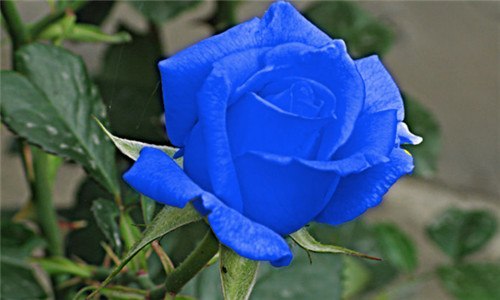 蓝色妖姬是真花吗 蓝色妖姬是真花吗?