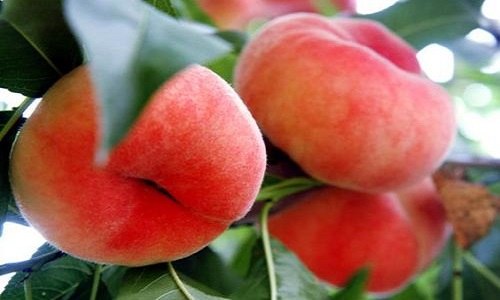扁扁的桃子是什么桃 扁扁的桃子是什么