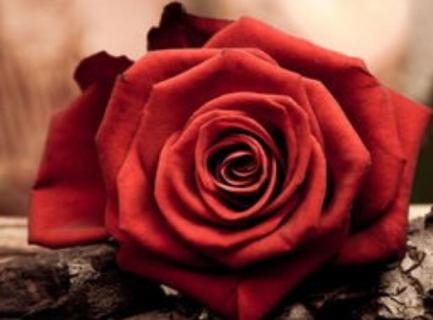 13朵红玫瑰代表什么意思 玫瑰花13朵代表什么意思