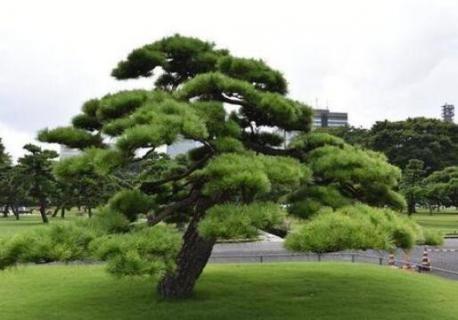 岁寒三友指的是什么植物名称（岁寒三友是指哪个植物的名称）