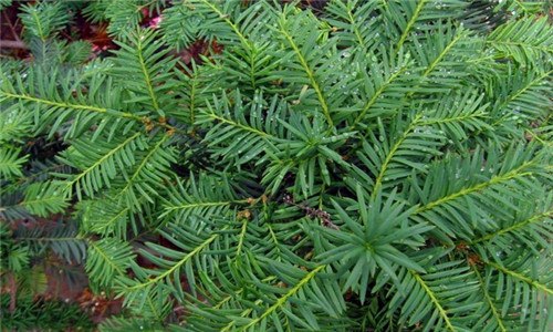 红豆杉是裸子植物吗（红豆杉是什么裸子植物还是被子植物?）