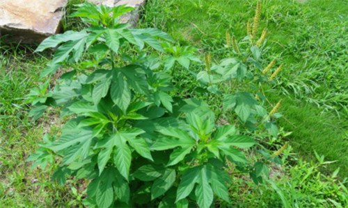 豚草是什么植物 豚草是什么植物图片