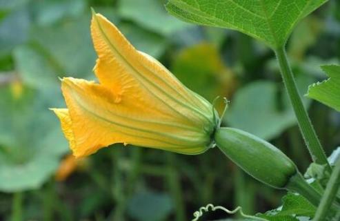 南瓜花有雄蕊和雌蕊吗（南瓜花有花萼花瓣雄蕊雌蕊吗）