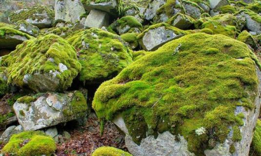 苔藓植物长不高是因为什么原因