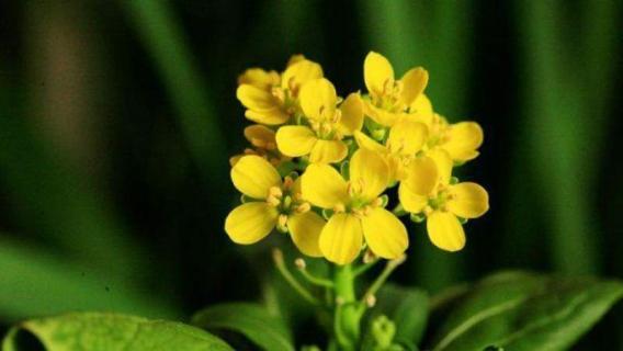 油菜花有几片花瓣（油菜花有几片花瓣图片）