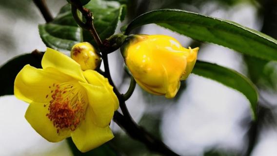 金花茶是裸子植物还是被子植物（山茶花是裸子植物还是被子植物）