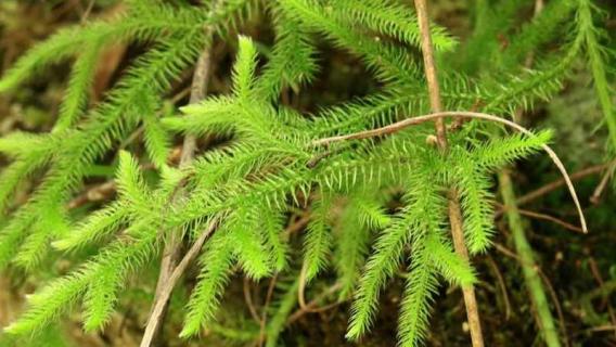 石松是什么植物 石松是什么植物或中药