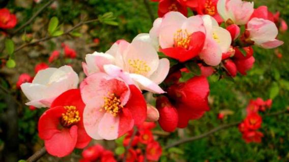 红莲水榭的海棠是什么品种（红莲水榭的海棠是什么品种的）