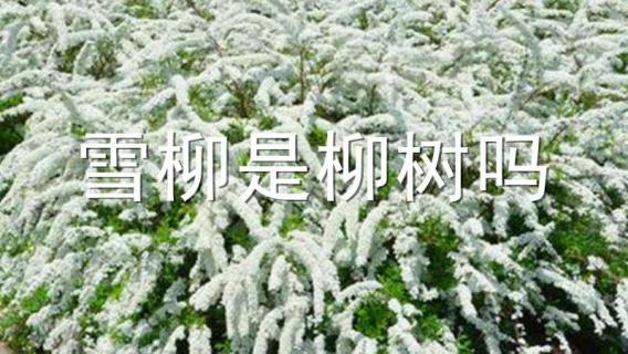 雪柳是柳树吗（雪柳是柳树吗还是柳树）