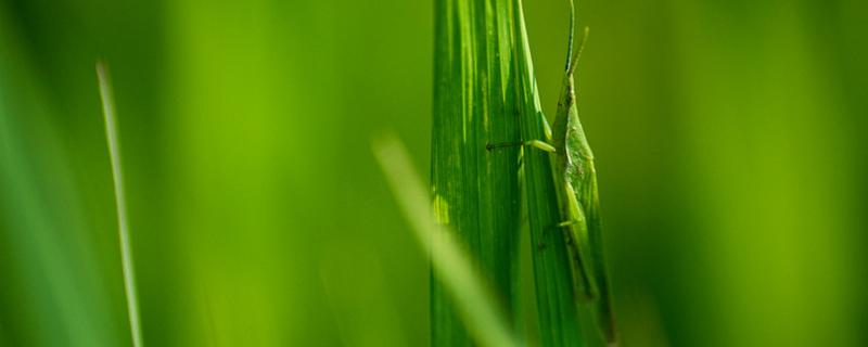 蚱蜢和蝗虫的区别（蚱蜢和蝗虫的区别在哪里）